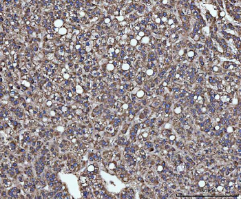 SLU7 Antibody
