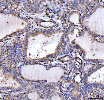 SLU7 Antibody