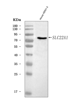 OCT1/Slc22a1 Rabbit Polyclonal Antibody