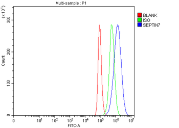 SEPT7/SEPTIN7 Antibody