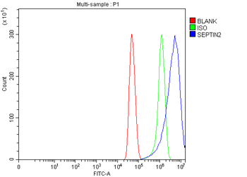 Septin 2/SEPTIN2 Antibody