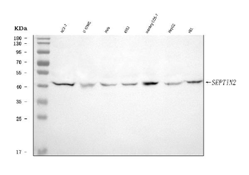 Septin 2/SEPTIN2 Antibody
