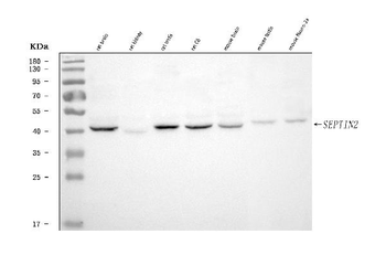 Septin 2/SEPTIN2 Antibody