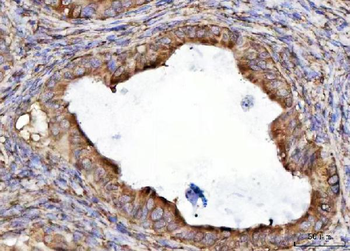 RPL36 Antibody