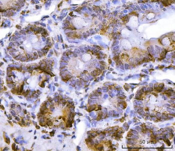 RPL36 Antibody