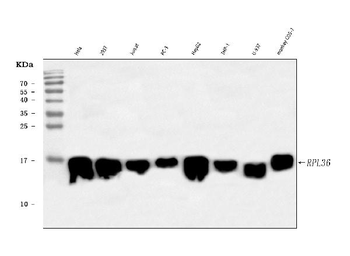 RPL36 Antibody