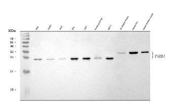 PSMB4 Antibody