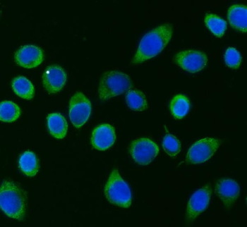 APP-1/PABPC4 Antibody