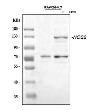 iNOS/Nos2 Rabbit Polyclonal Antibody