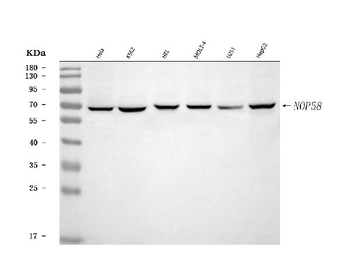 NOP58 Rabbit Polyclonal Antibody