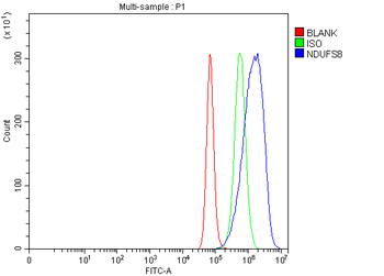 NDUFS8 Antibody