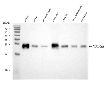 NDUFS8 Antibody
