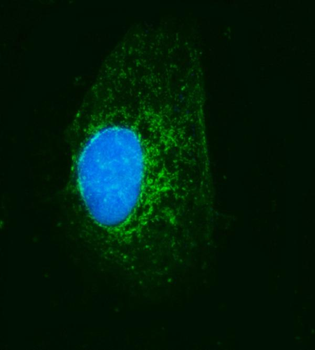 MRPS22 Antibody