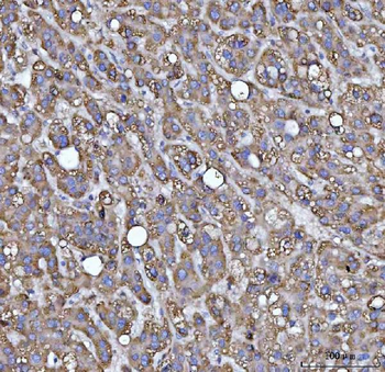 MRPS22 Antibody