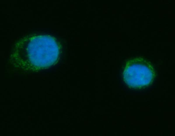 MRPS18B Antibody