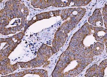 MRPS18B Antibody