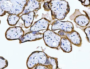 MRPS18B Antibody