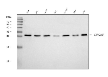 MRPS18B Antibody