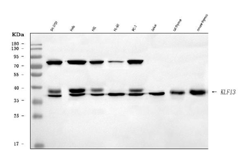 KLF13 Antibody