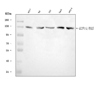 Eg5/KIF11 Rabbit Polyclonal Antibody