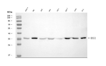 HAX1 Antibody