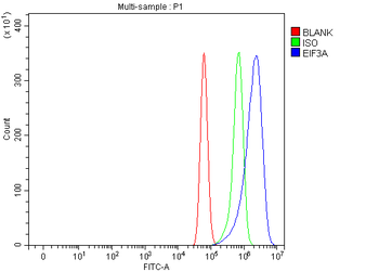 EIF3A Rabbit Polyclonal Antibody