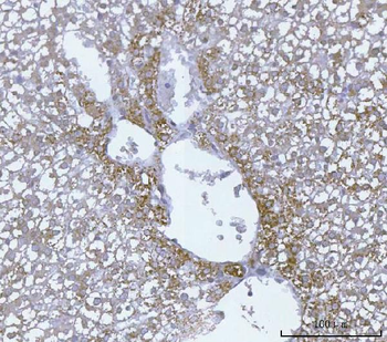 ECHS1 Antibody
