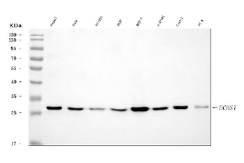 ECHS1 Antibody