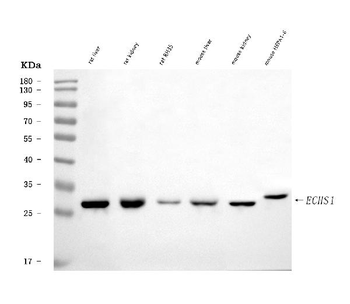ECHS1 Antibody