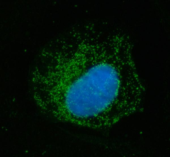 ECHS1 Antibody