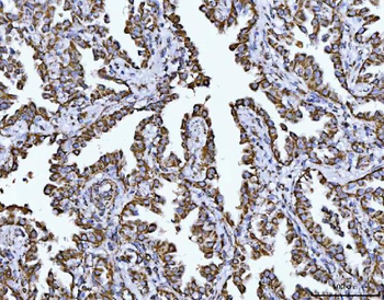COX5B Antibody
