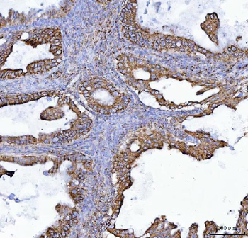 COX5B Antibody