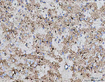 COX5B Antibody
