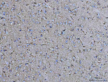 COX5B Antibody