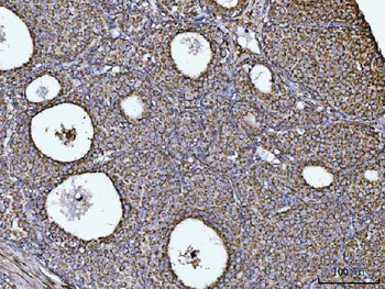 COX5B Antibody