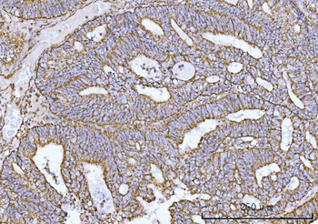 COX5B Antibody