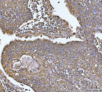 COX5B Antibody