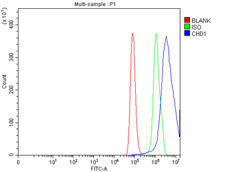 CHD1 Rabbit Polyclonal Antibody