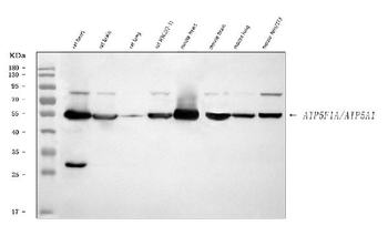 ATP5F1A Antibody