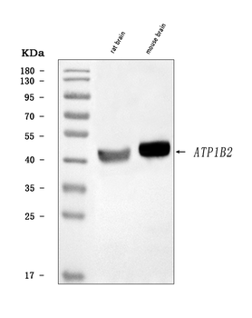ATP1B2 Rabbit Polyclonal Antibody