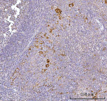 AGPS Antibody
