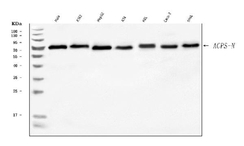 AGPS Antibody
