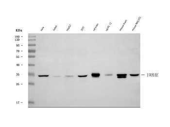 YWHAE Rabbit Polyclonal Antibody