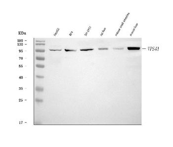 VPS41 Antibody