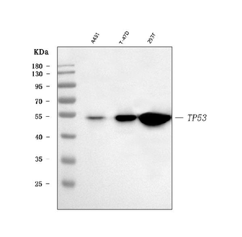 TP53 Rabbit Polyclonal Antibody
