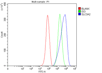 CD98/Slc3a2 Antibody