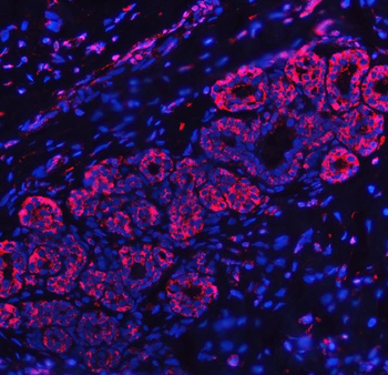 RPL32 Antibody