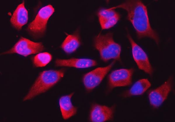 RPL32 Antibody
