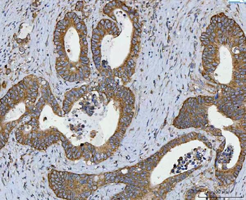 RPL32 Antibody