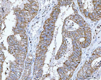 RPL32 Antibody